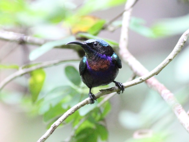 Copper-throated Sunbird (m).jpg