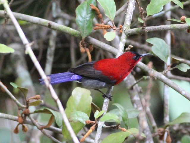 Crimson Sunbird (m).jpg