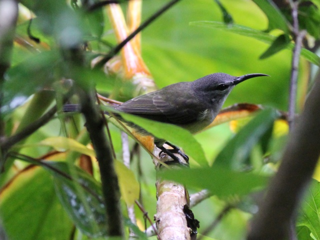 Unknown sunbird.jpg