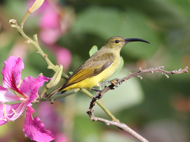 Thick-billed Spiderhunter.jpg