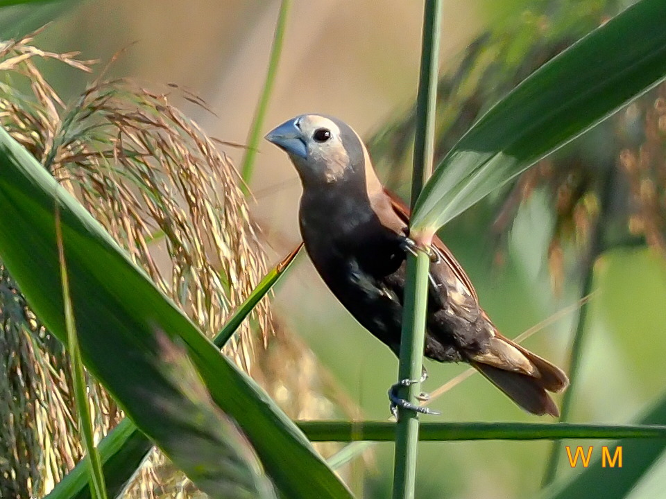 White-headed Munia_1.jpg