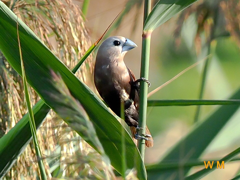 White-headed Munia_2.jpg