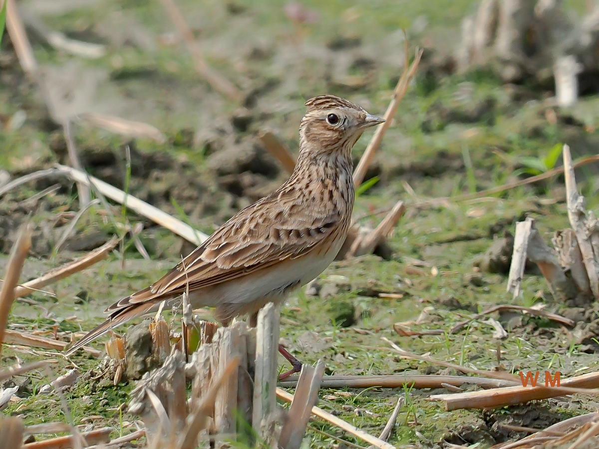 Eurasian Skylark_1.jpg