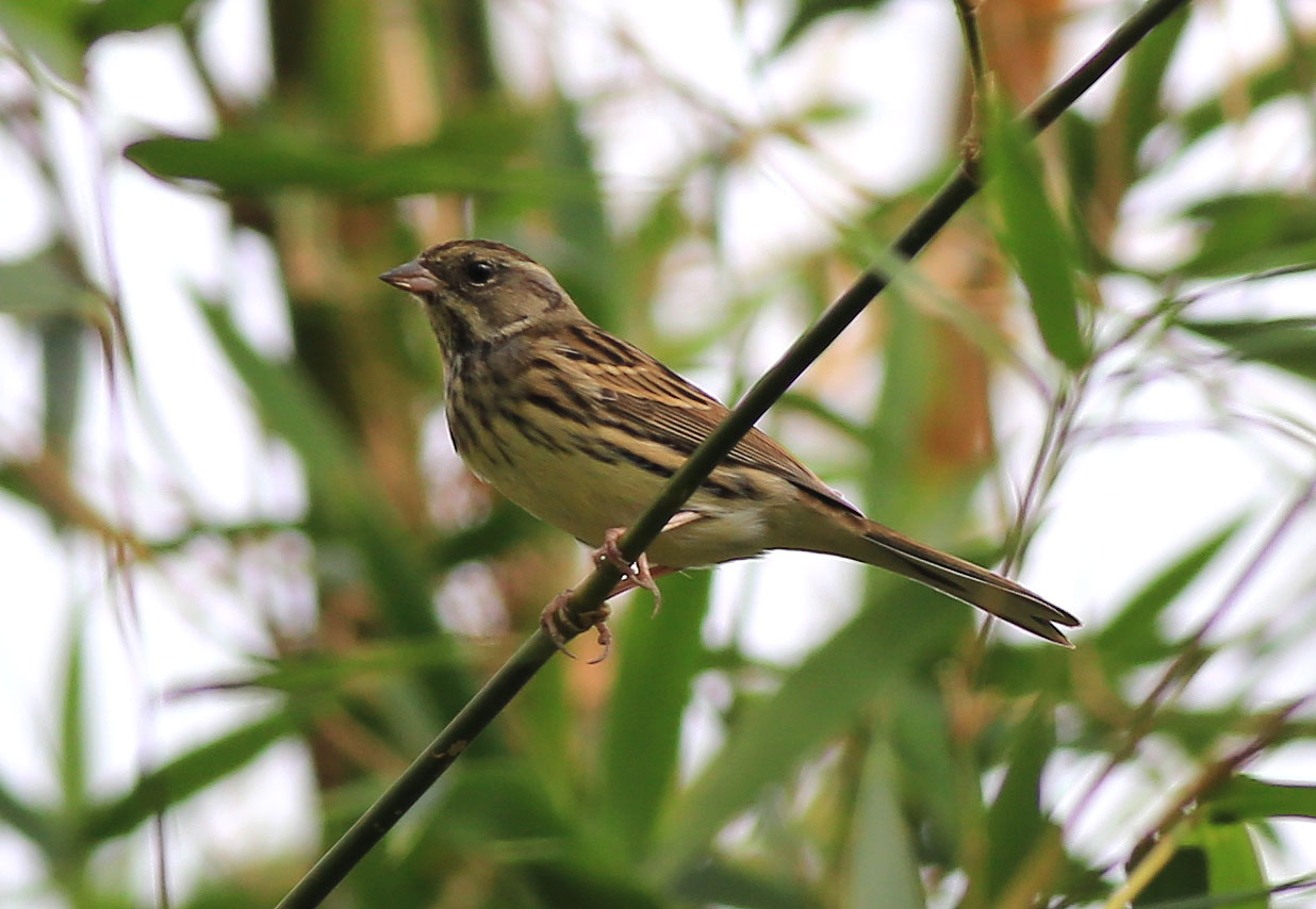 Black-faced Bunting (f) 5.JPG