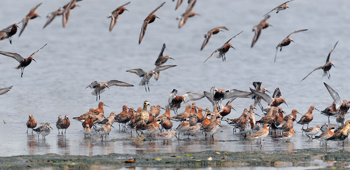 waders broadbilled sandpipers breed big DSC_5415.jpg