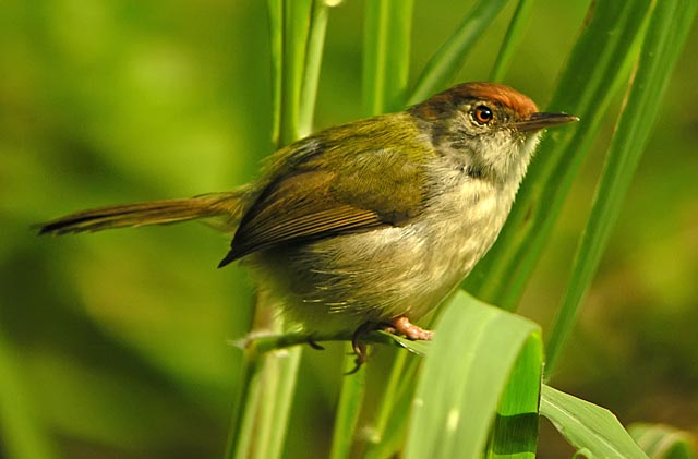 common tailorbird.nware DSCN3008.jpg