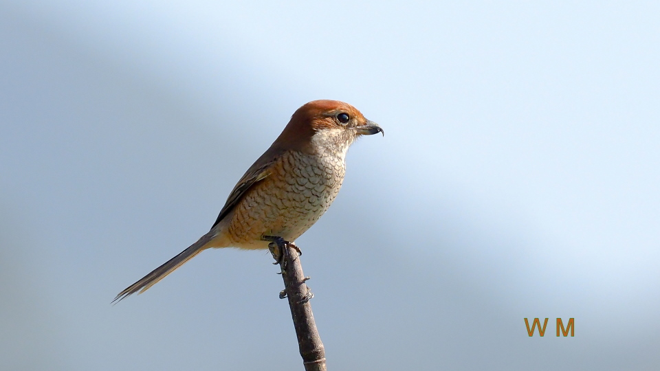 Bull-headed Shrike_1.jpg