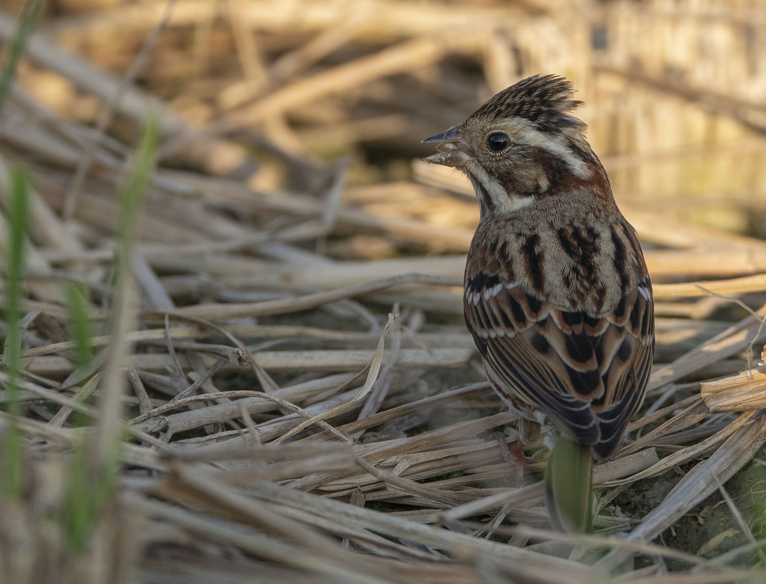 Rustic Bunting DSC06826.jpg