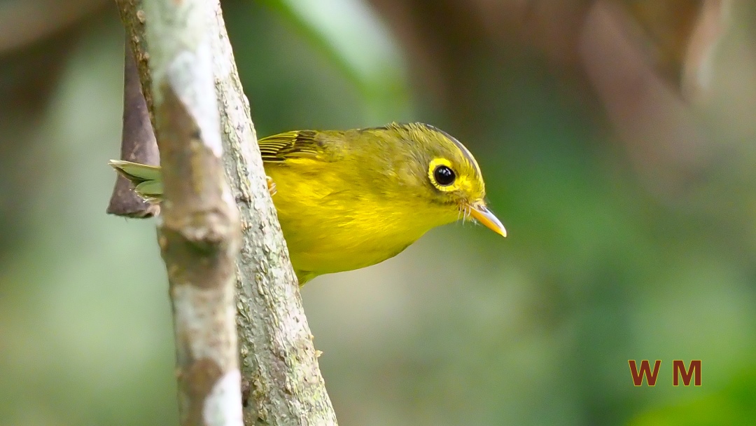 White-spectacled Warbler_1.jpg