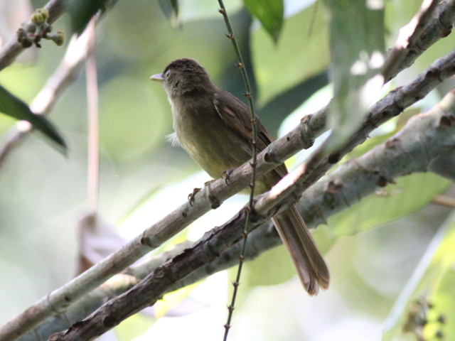 Bird 02 - Bulbul.JPG