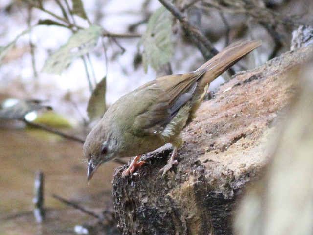 Bird 06 - Bulbul.JPG