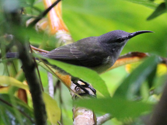 Bird 09 - Sunbird.JPG