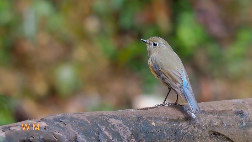 Red-flankedBluetail.jpg