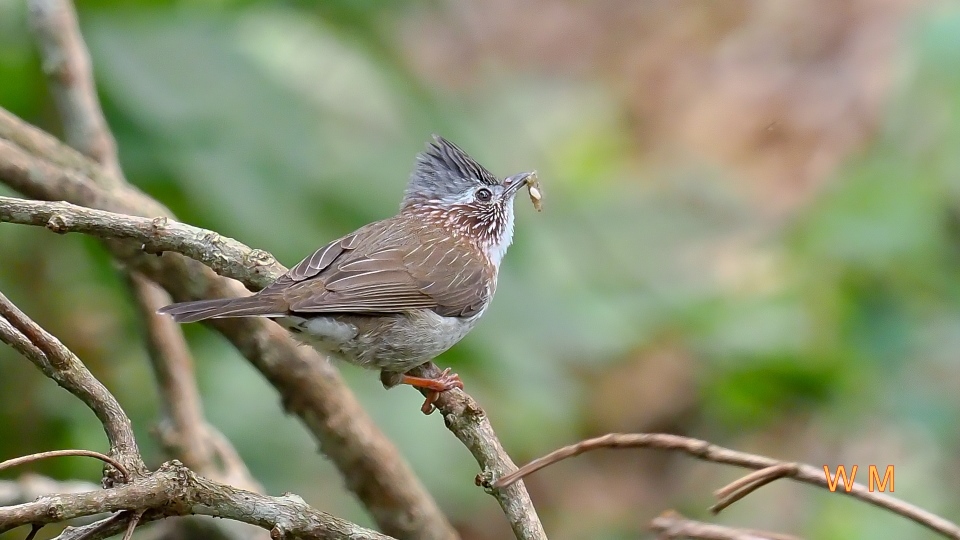 StriatedYuhina2.jpg