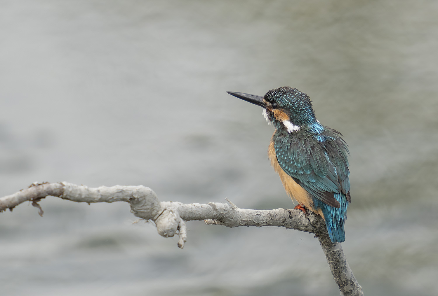 Common Kingfisher DSC06386.jpg