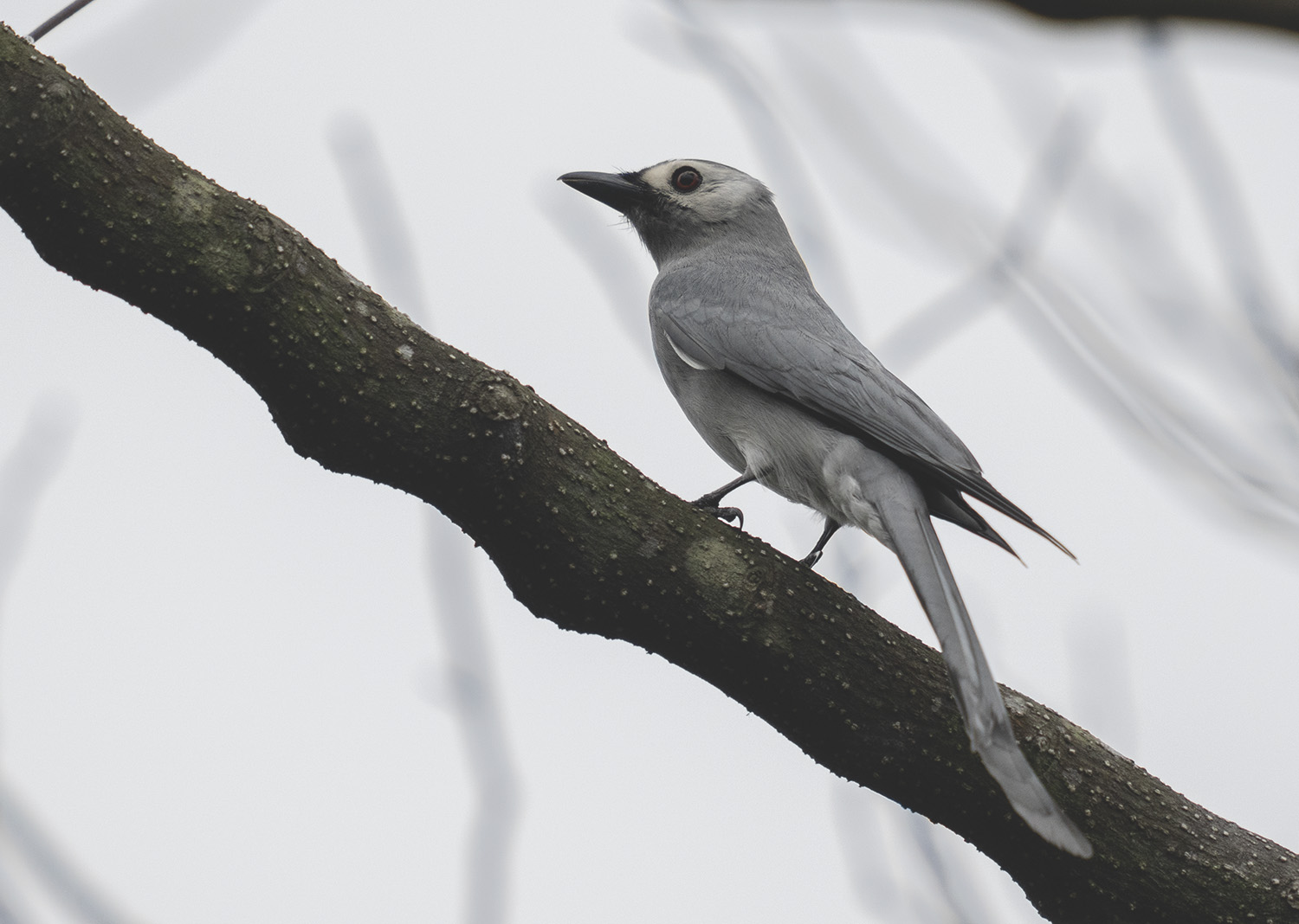 Ashy Drongo DSC07143.jpg