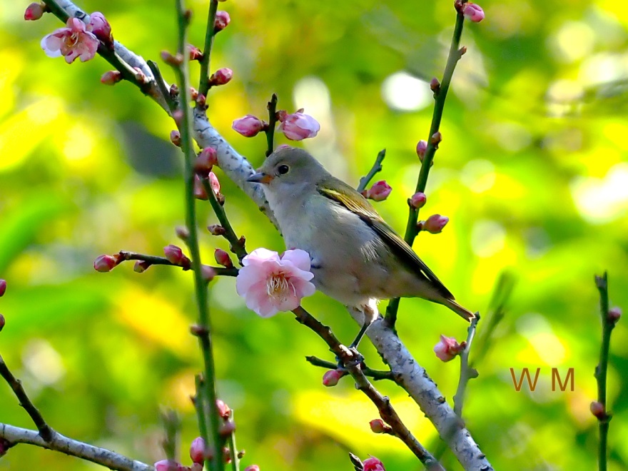 Fire-Capped Tit(F)02.jpg