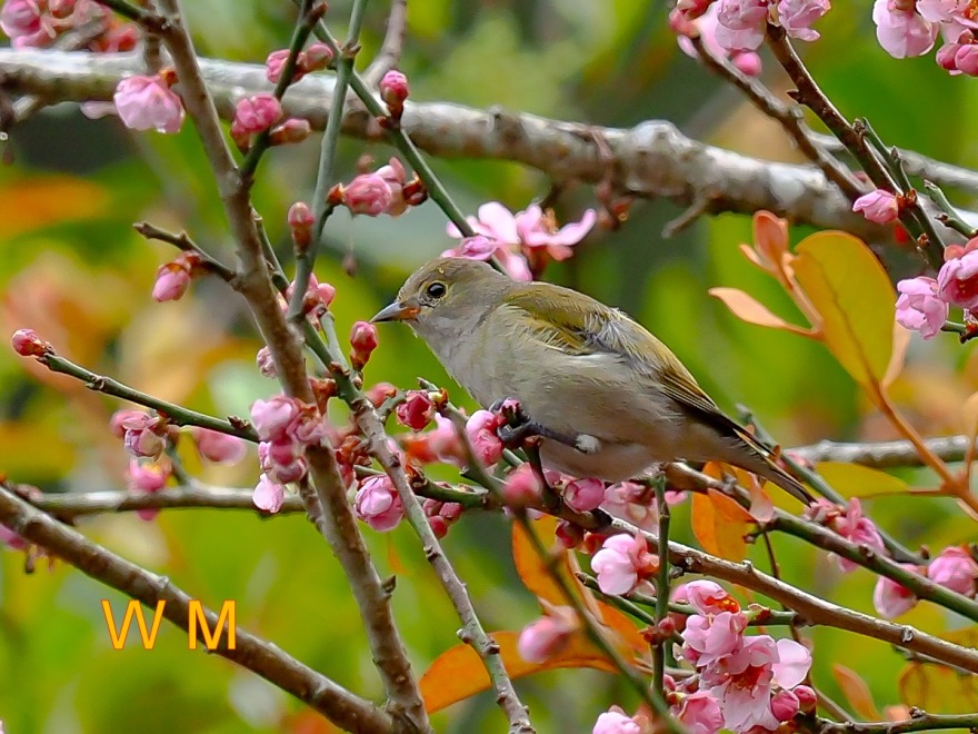 Fire-Capped Tit(F)03.jpg