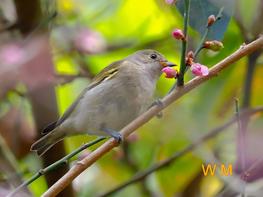 Fire-Capped Tit(F)04.jpg