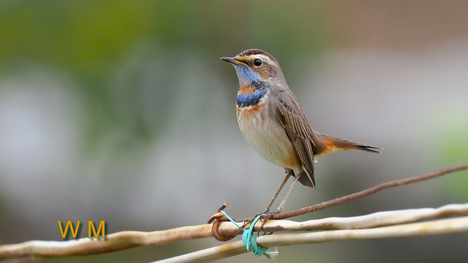 Bluethroat03.jpg