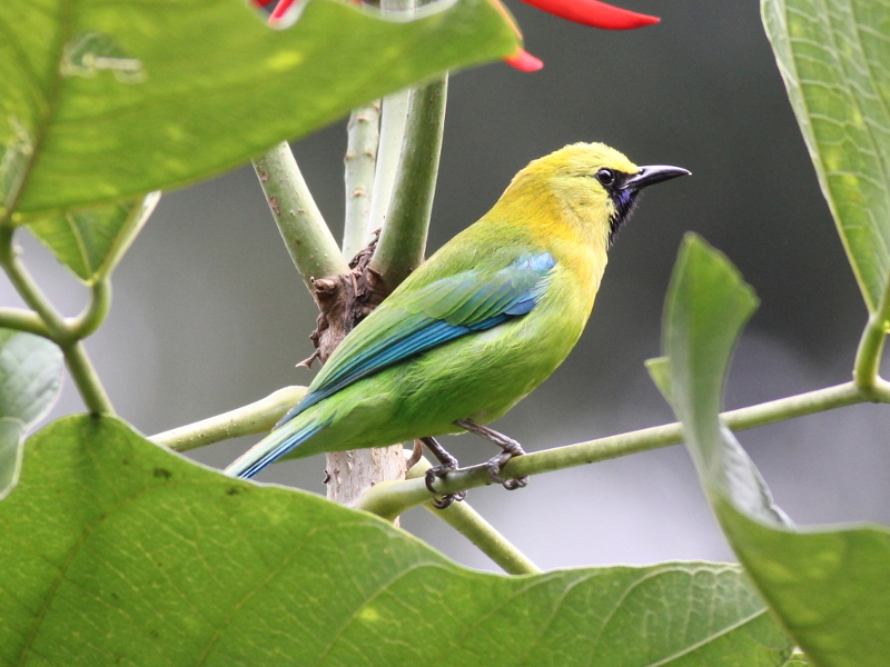 09167 Blue-winged Leafbird.JPG