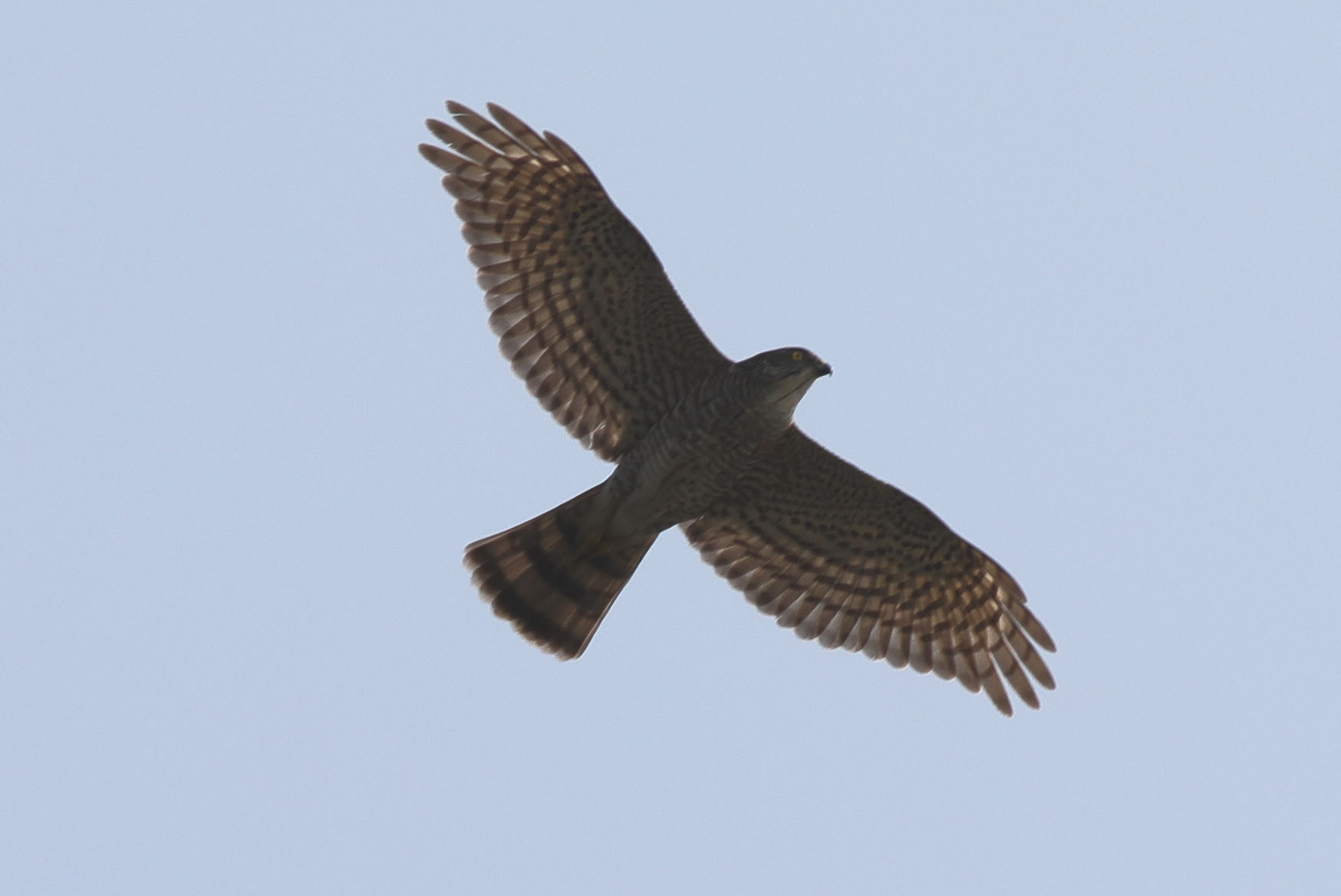 Japanese Sparrowhawk 5.JPG