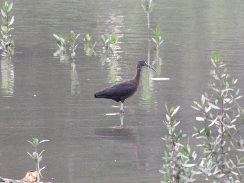 Glossy Ibis.JPG