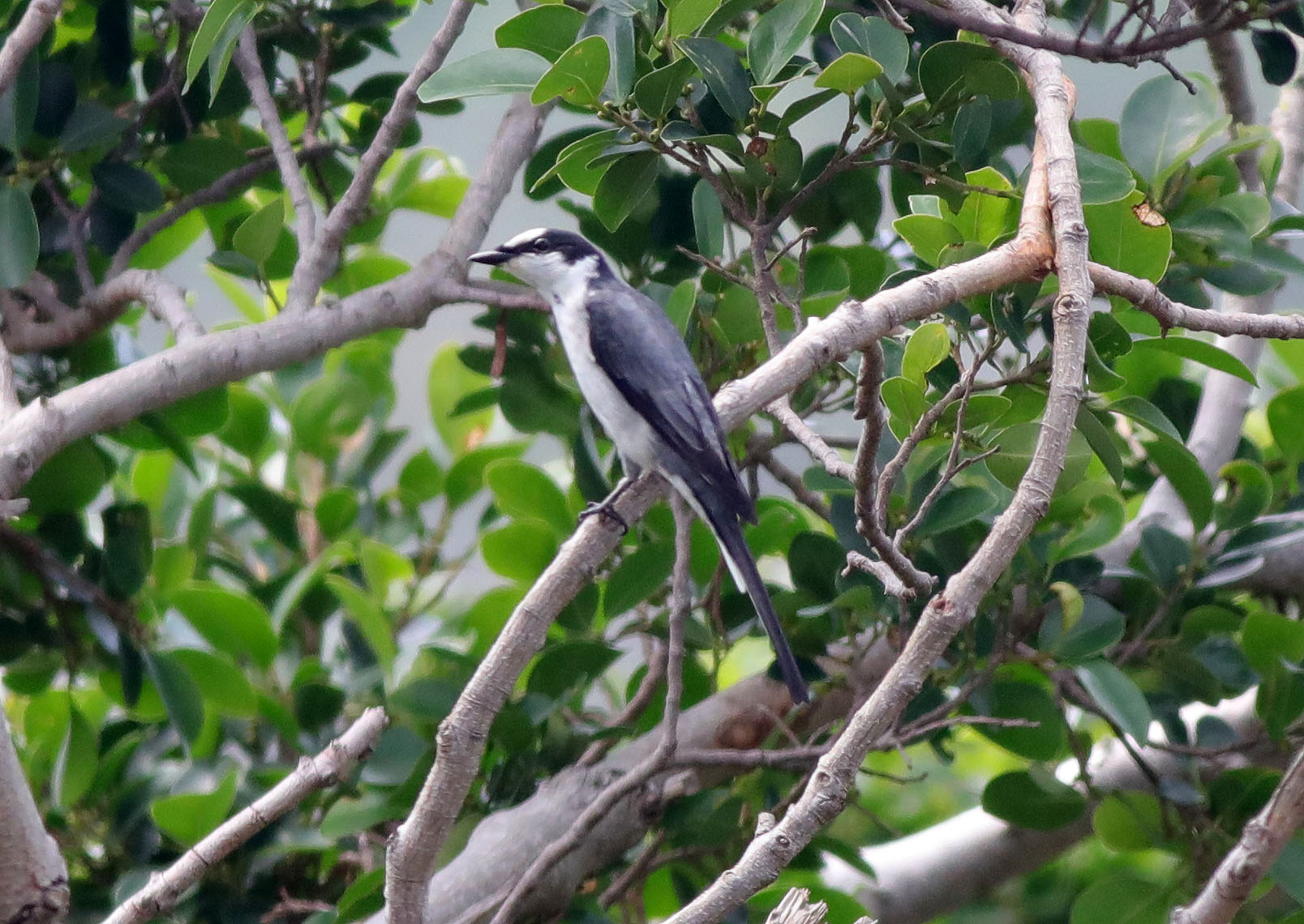 Ashy Minivet (m) 23.JPG