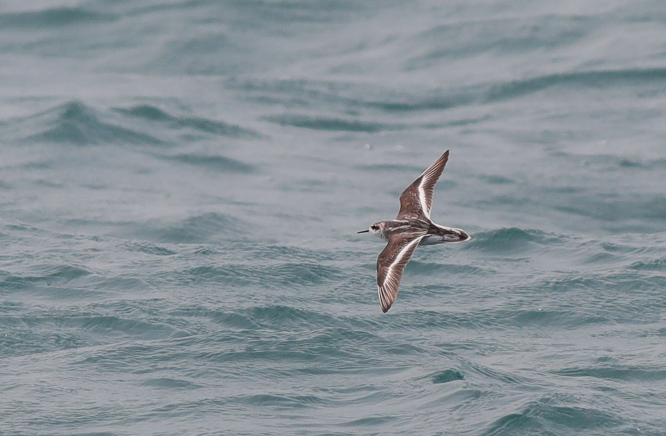 Red-necked Phalarope 21.JPG