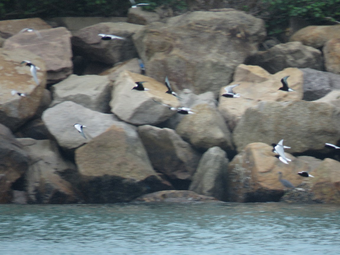 pic-bird white-winged tern.jpg