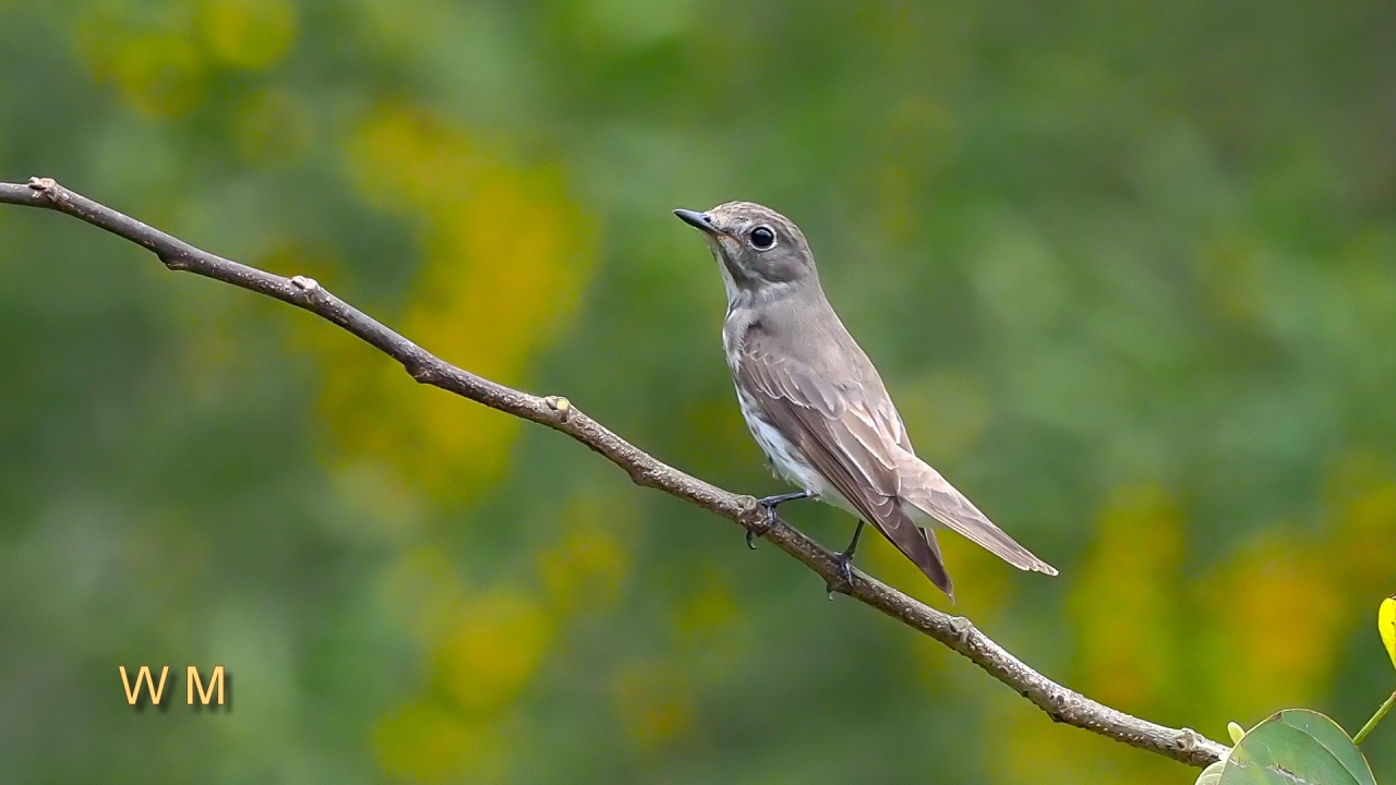 Grey-streakedFlycatcher1.jpg