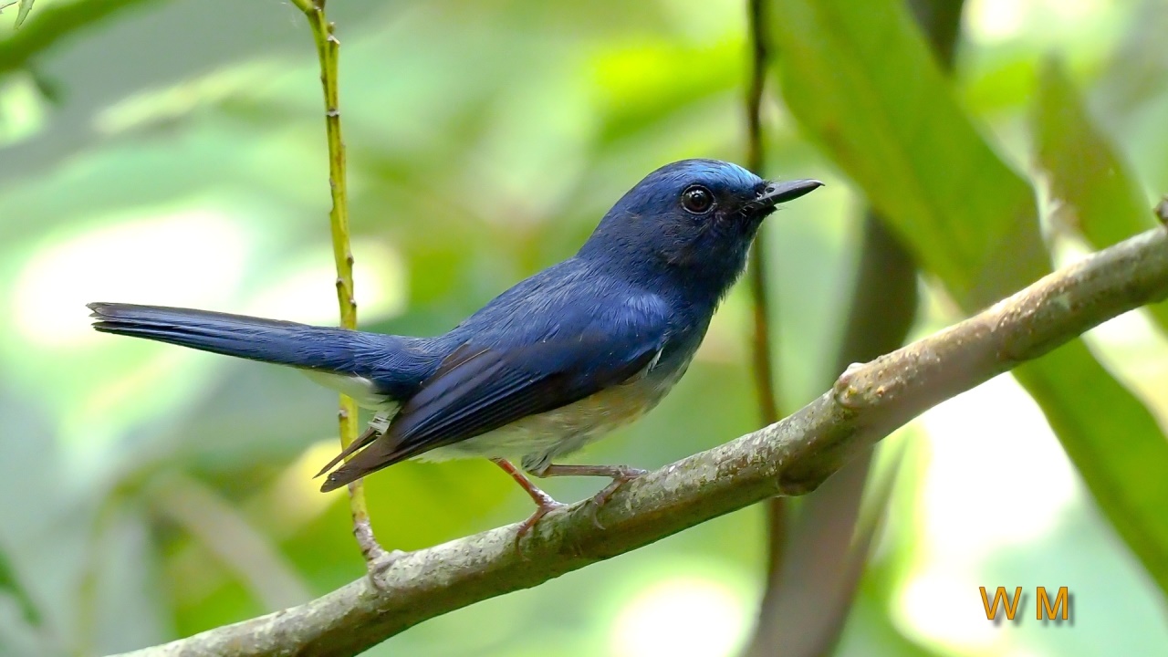 HainanBlueFlycatcher1.jpg