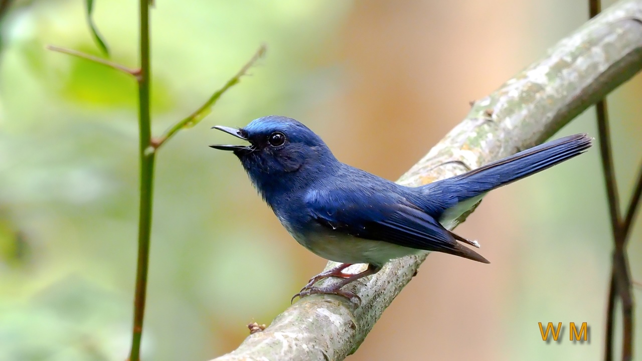 HainanBlueFlycatcher2.jpg