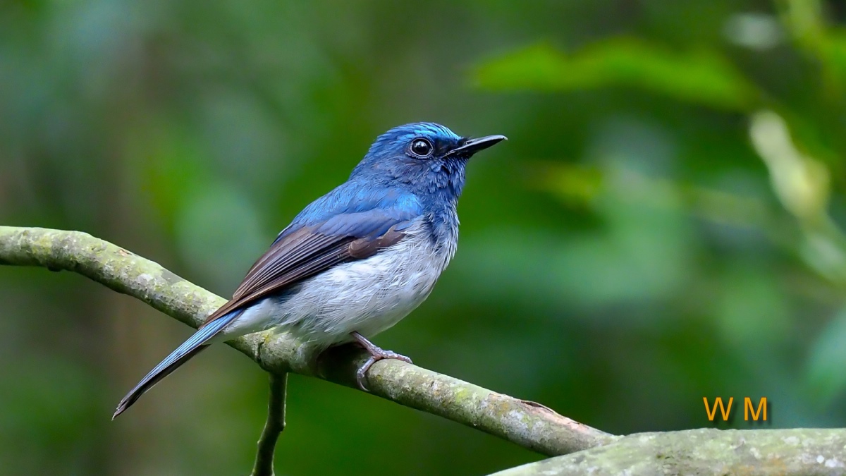 HainanBlueFlycatcher4.jpg