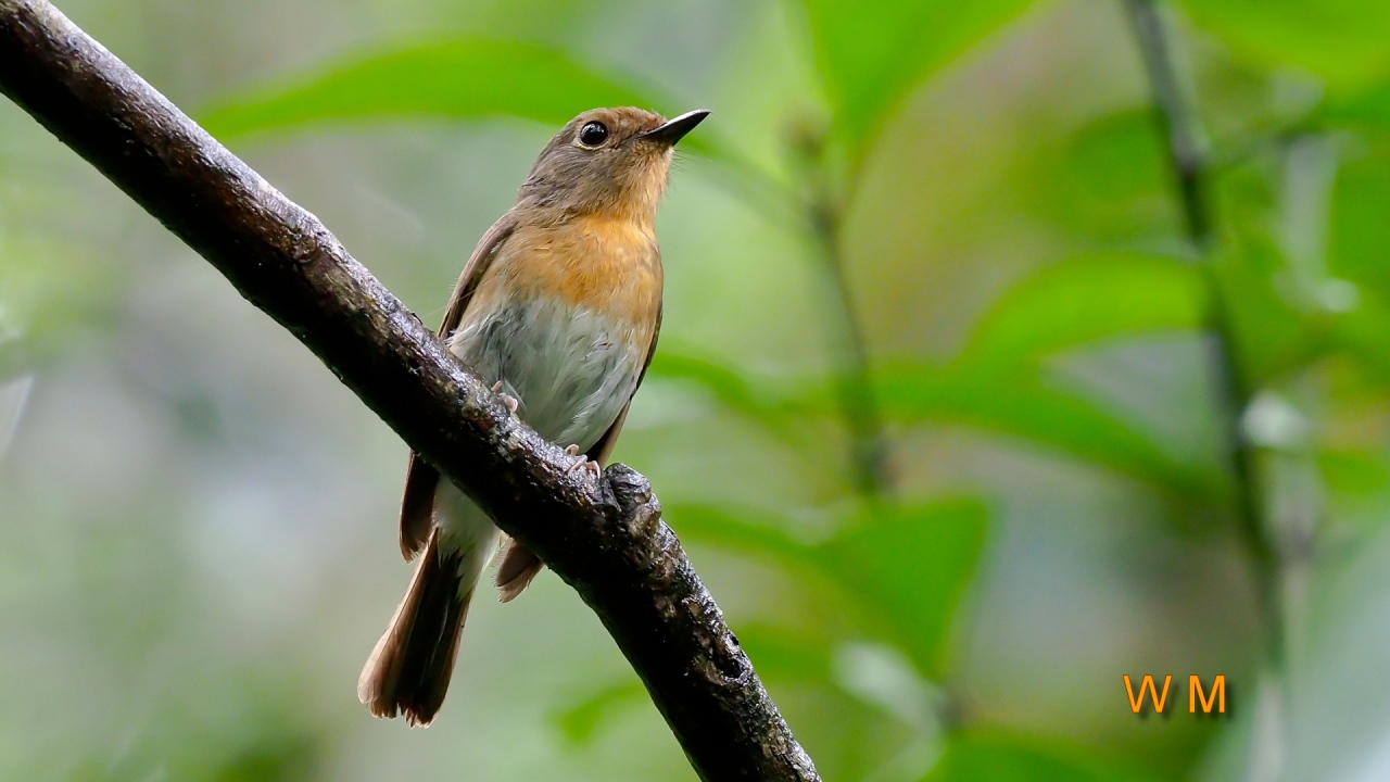 HainanBlueFlycatcher(F)02.jpg