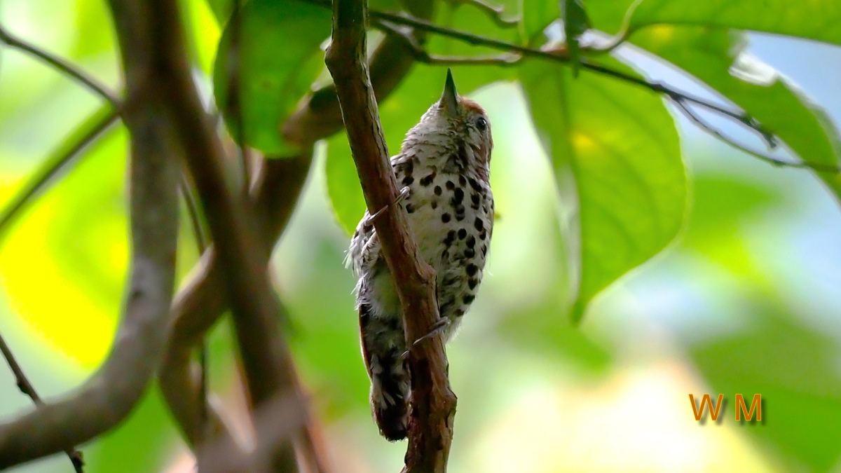 SpeckledPiculet3.jpg