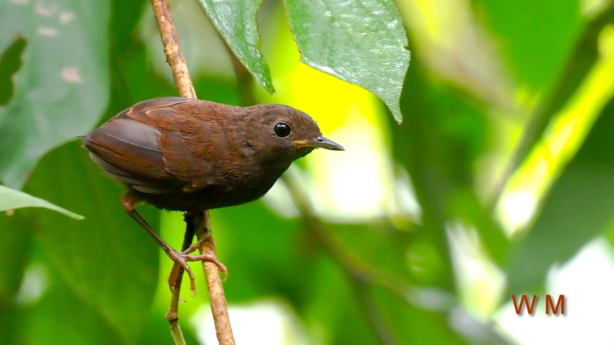 PygmyWrenBabbler1.jpg