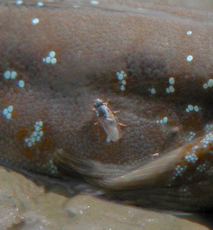 mudskipper mudflats crop DSCN0258.jpg