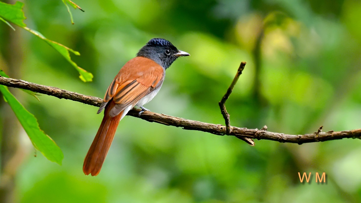 AsiaParadiseFlycatcher1.jpg