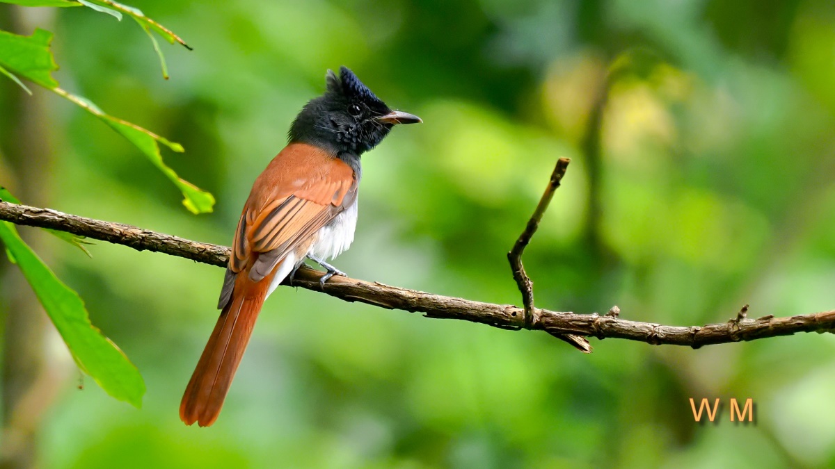 AsiaParadiseFlycatcher2.jpg