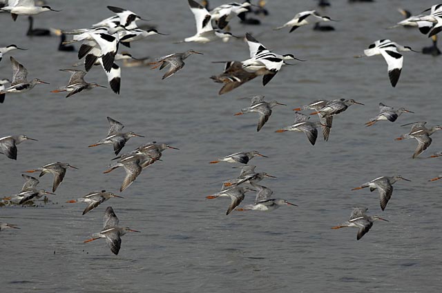 redshanks.flight_DSC0224.jpg