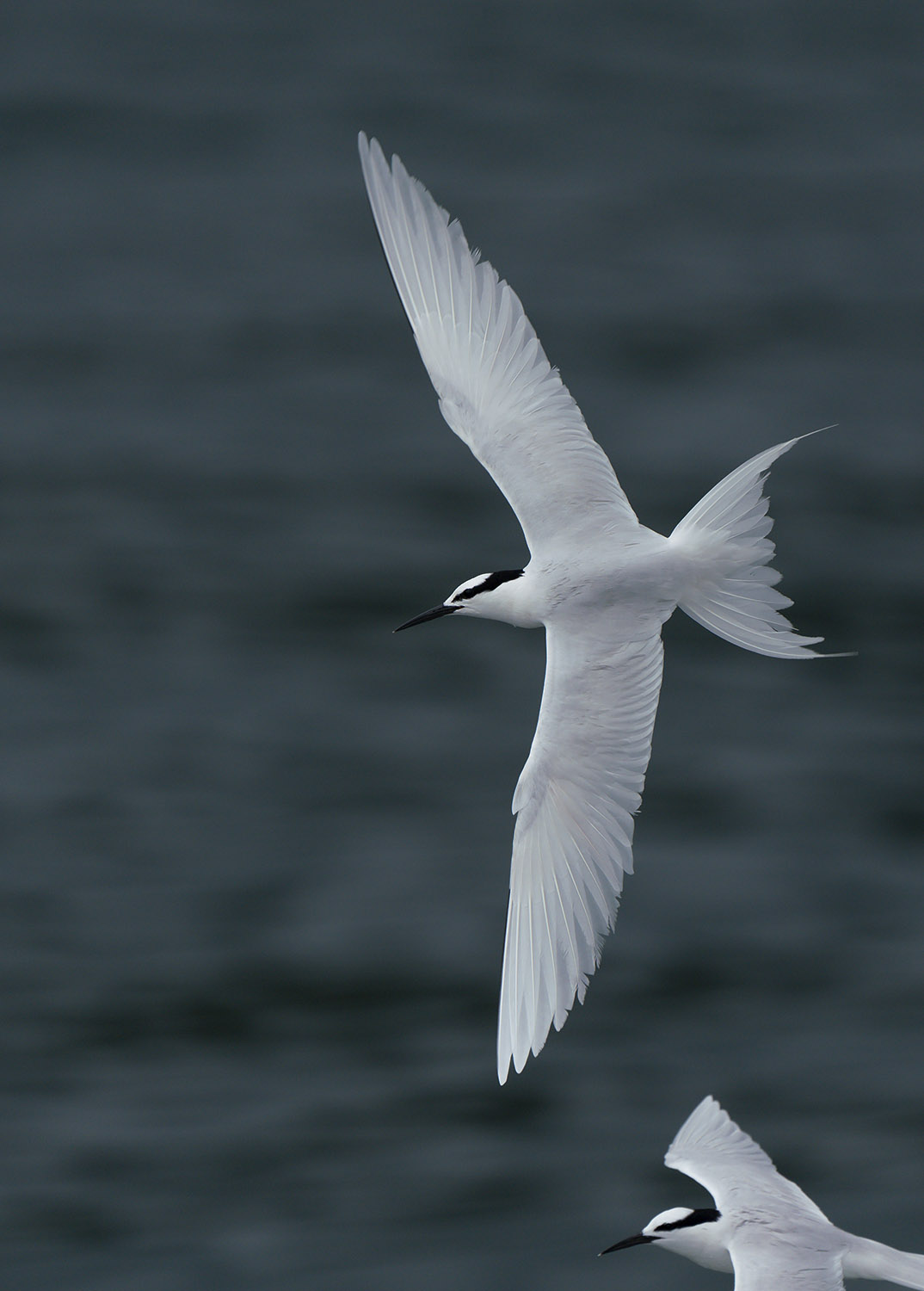 Black-naped Tern DSC09382A.jpg