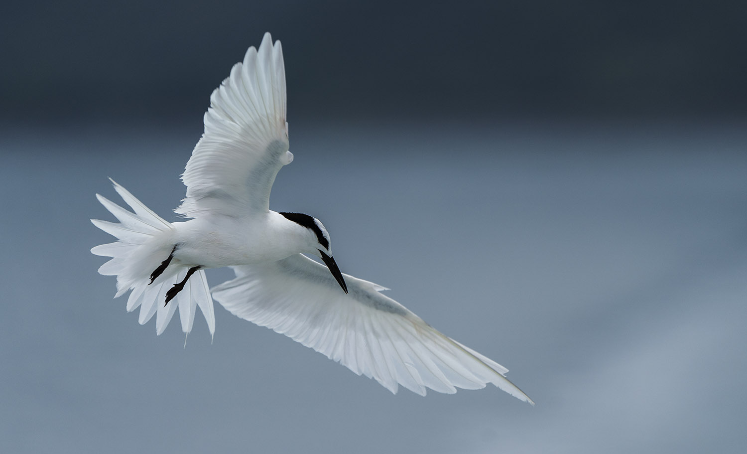 Black-naped Tern DSC00356.jpg