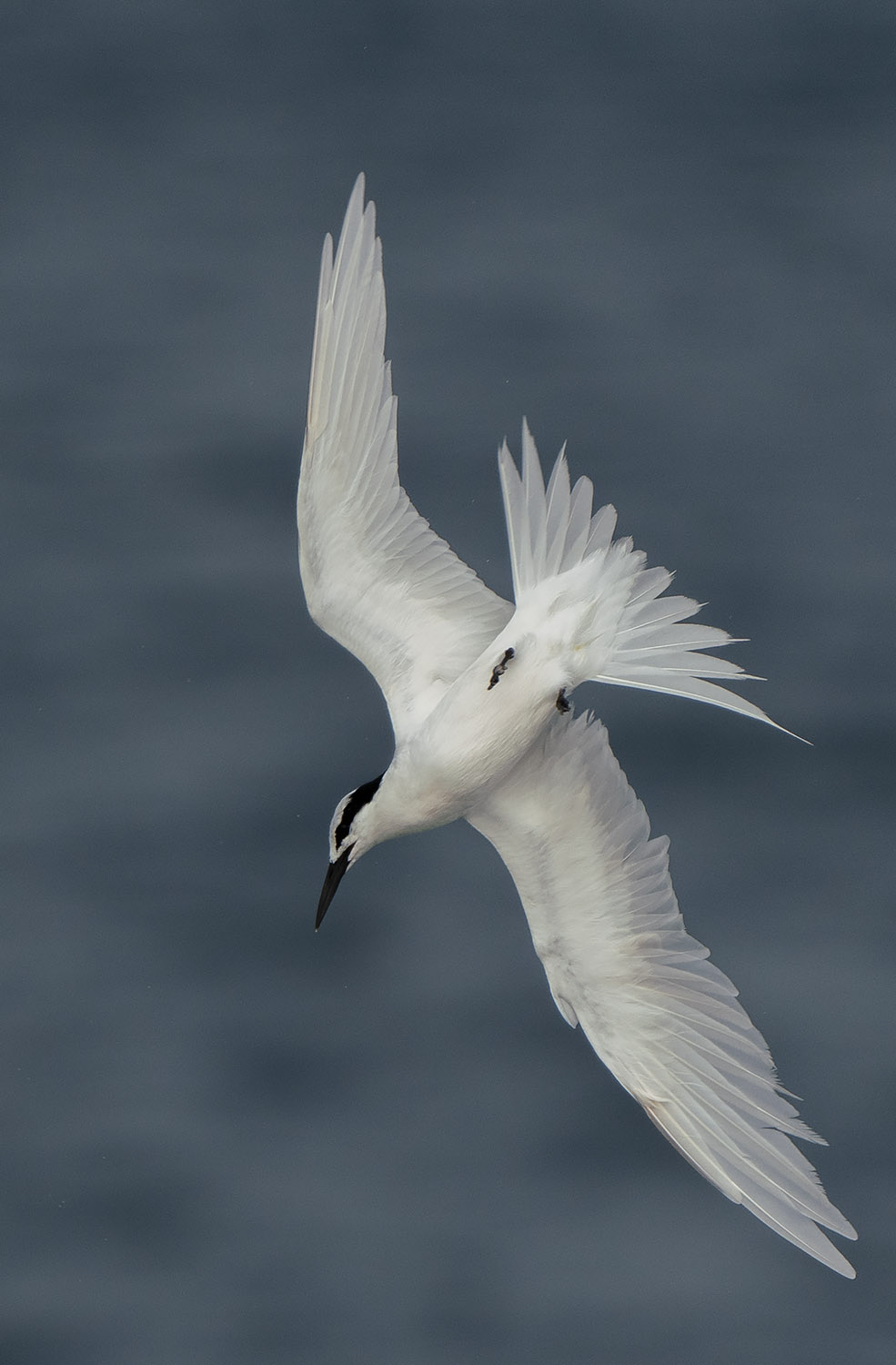 Black-naped Tern DSC02522.jpg