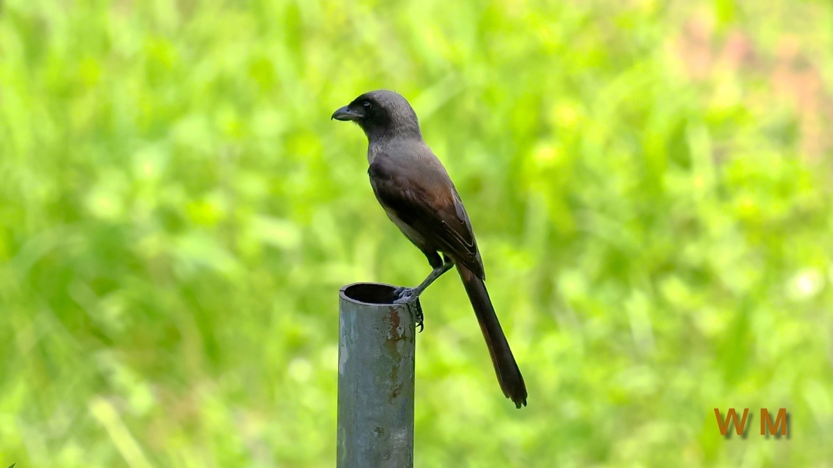 Long-tailed Shrike dark morph1.jpg