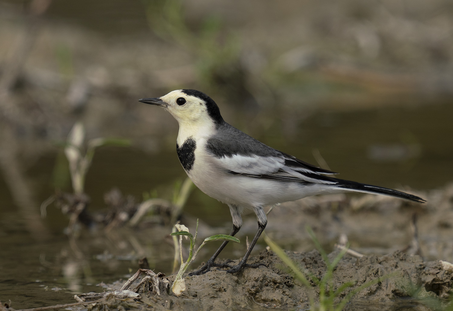 Wagtail DSC00060.jpg