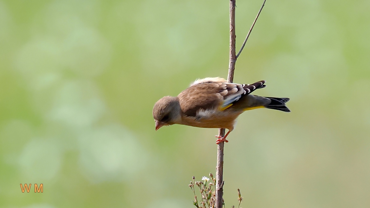 Grey-cappedGreenfinch2.jpg