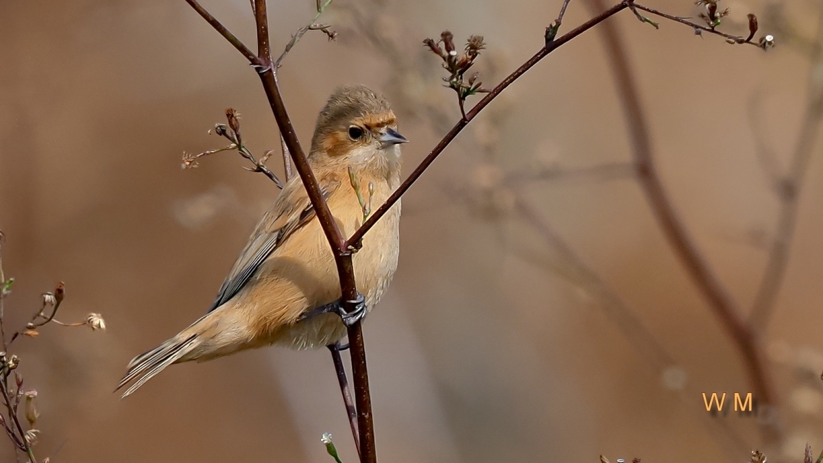 ChinesePendulineTit.jpg