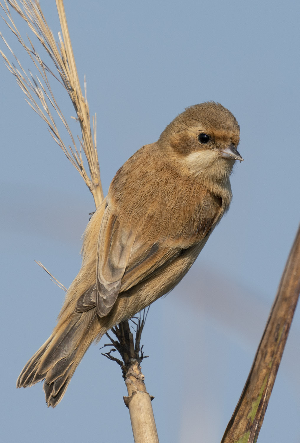 Chinese Penduline Tit DSC03310.jpg