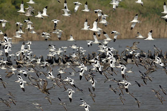 waders.ducks.flight_DSC0315.jpg